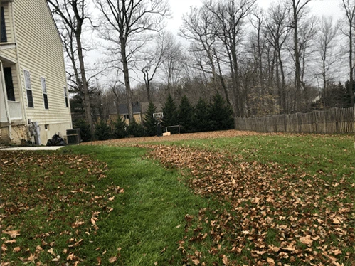 The yard before leaf cleanup
