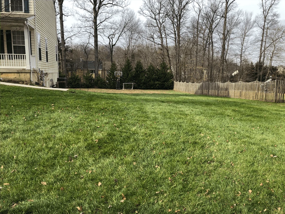 Freshly maintained lawn beside a home and mature trees