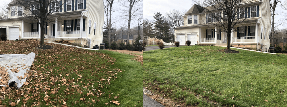 Before-and-after views of a residential lawn after leaf cleanup