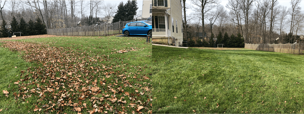 Before-and-after views of leaves removed from a backyard lawn