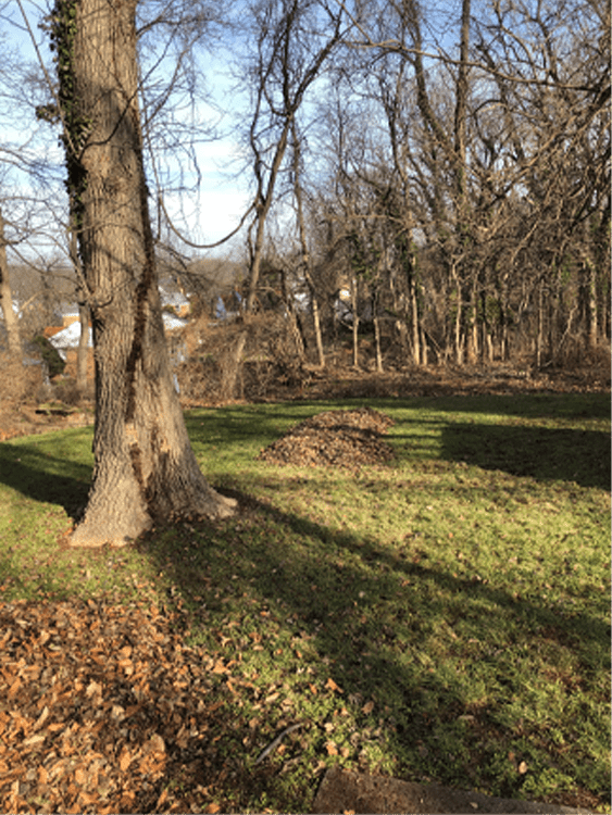 Lawn and planting bed around a mature shade tree