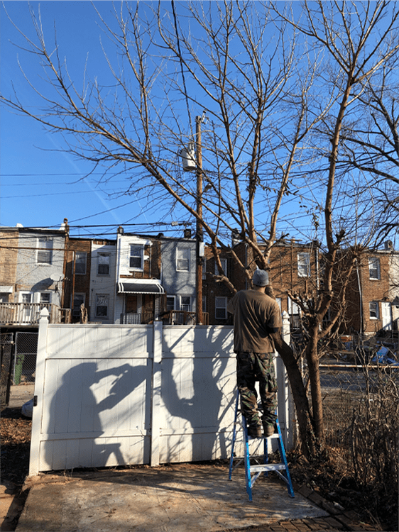 Tree branches beside a residential fence and outbuilding